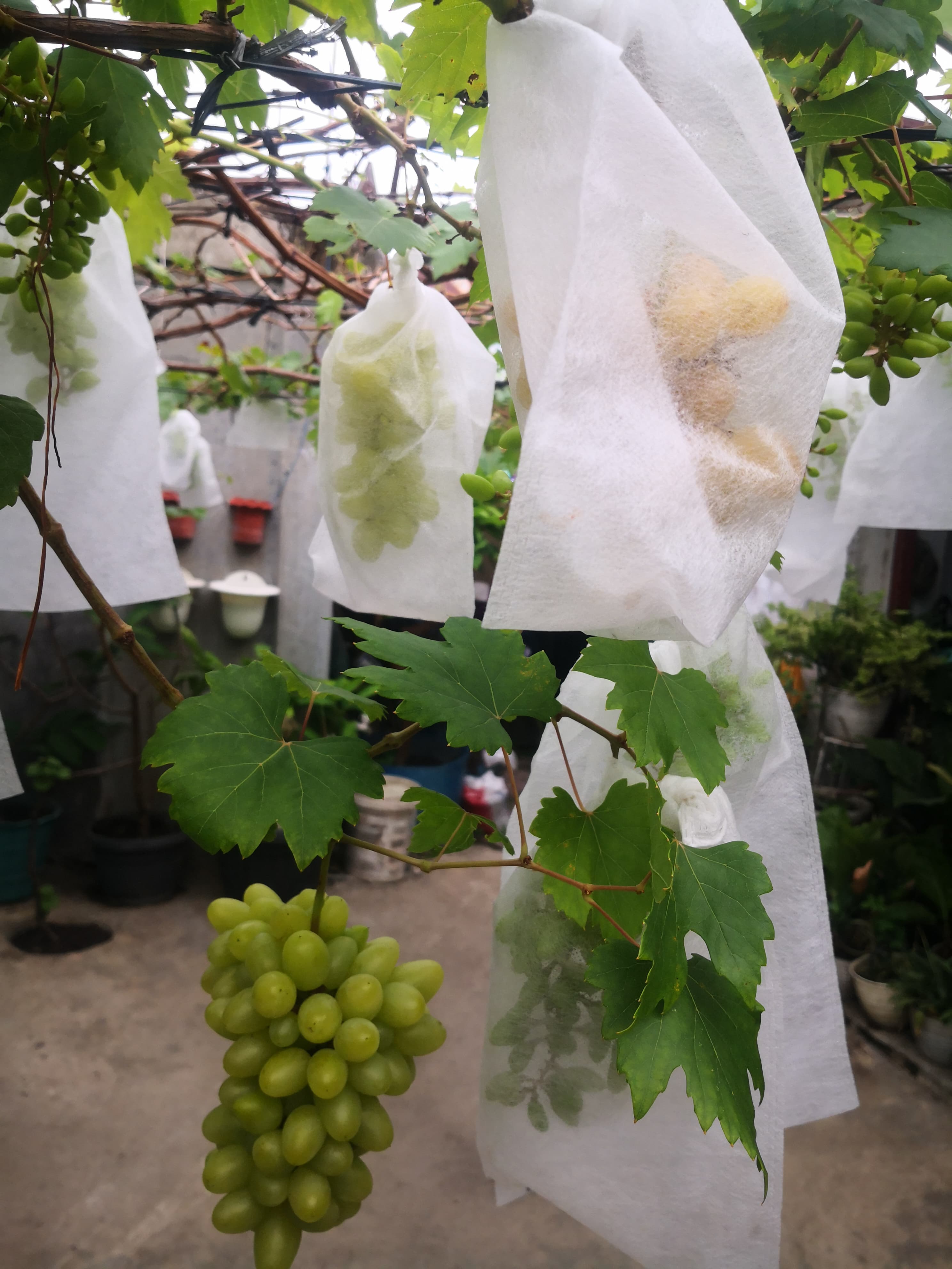 Premium Grapes