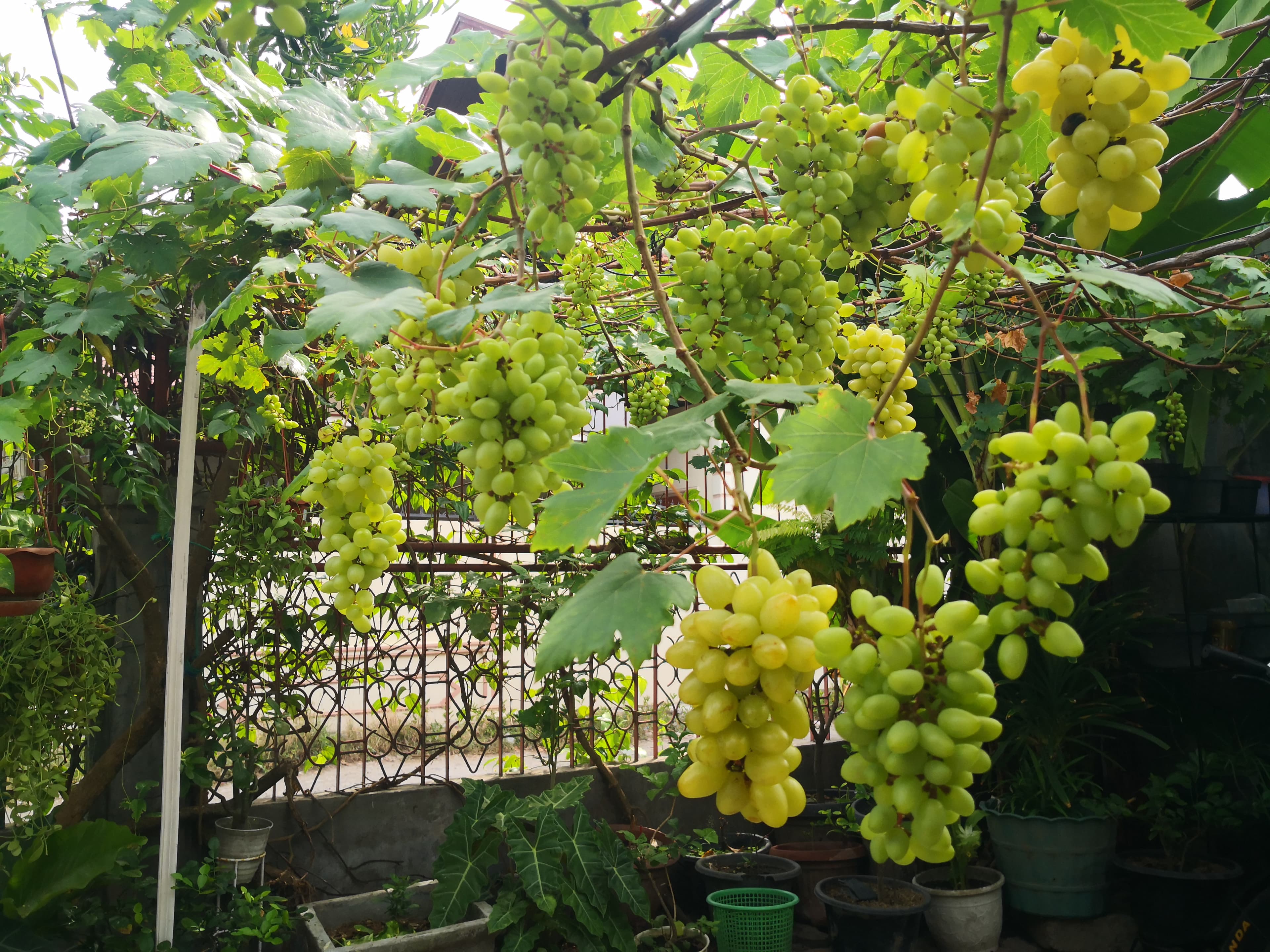 Pematangan Buah